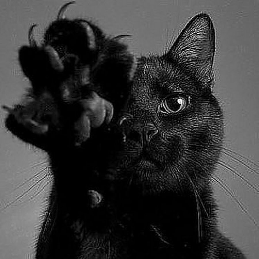 Лапки черного кота