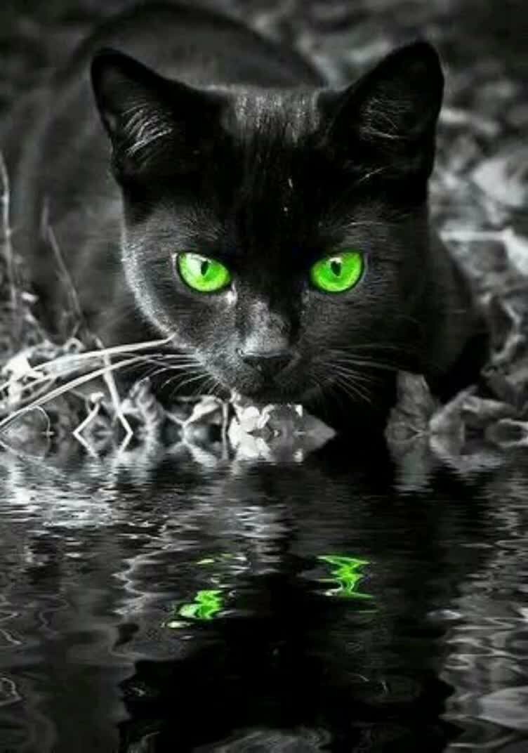 Алмазная мозаика черная кошка