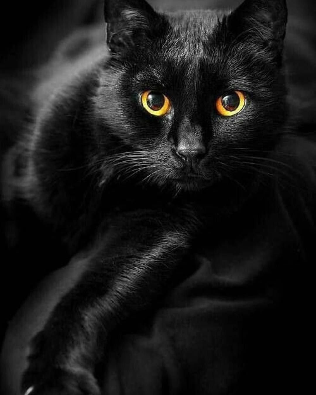 Черная кошка