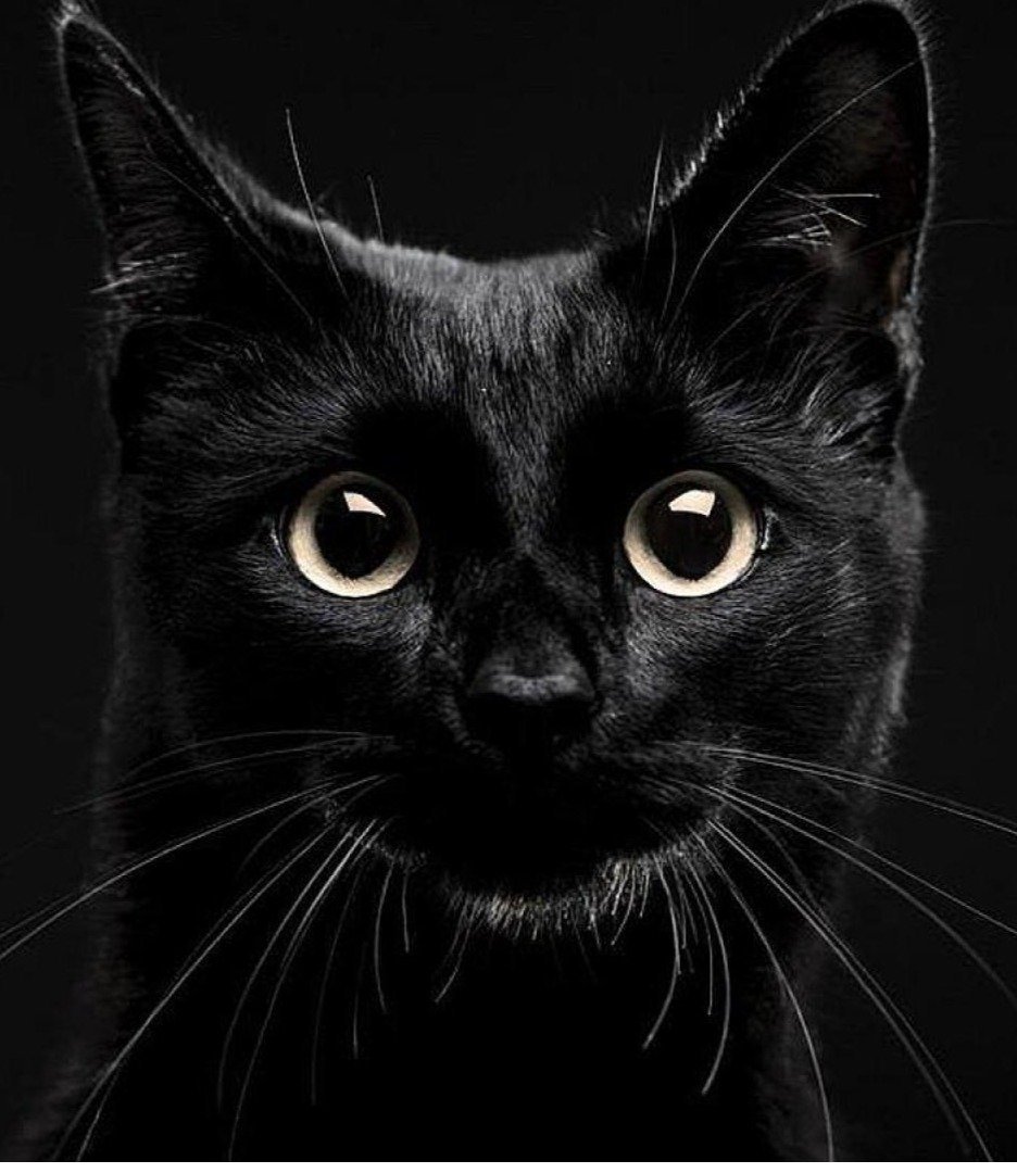 Кот на черном фоне