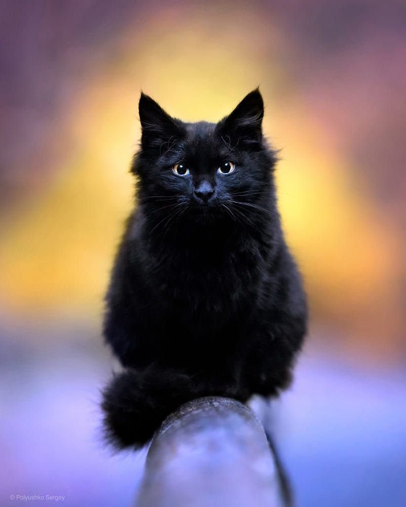 Счастливая черная кошечка