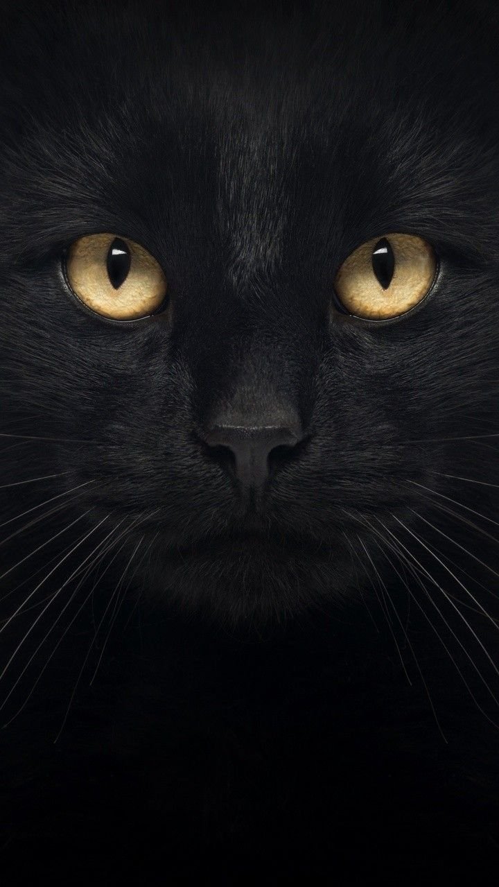 Черный кот баннер