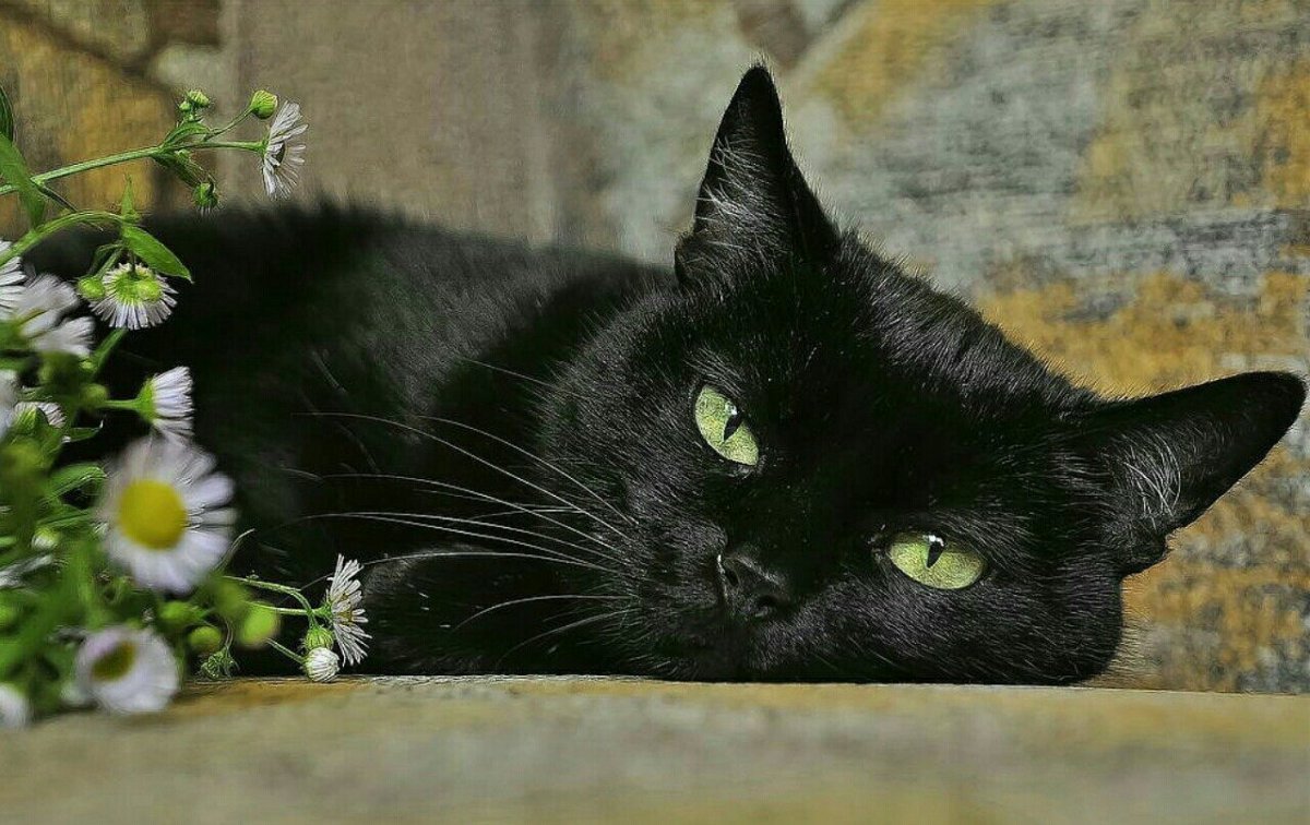 Черная кошка на рабочий стол