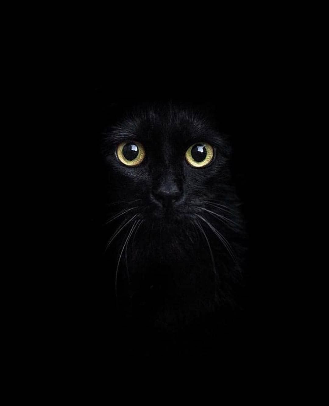 Вислоухий кот на темном фоне