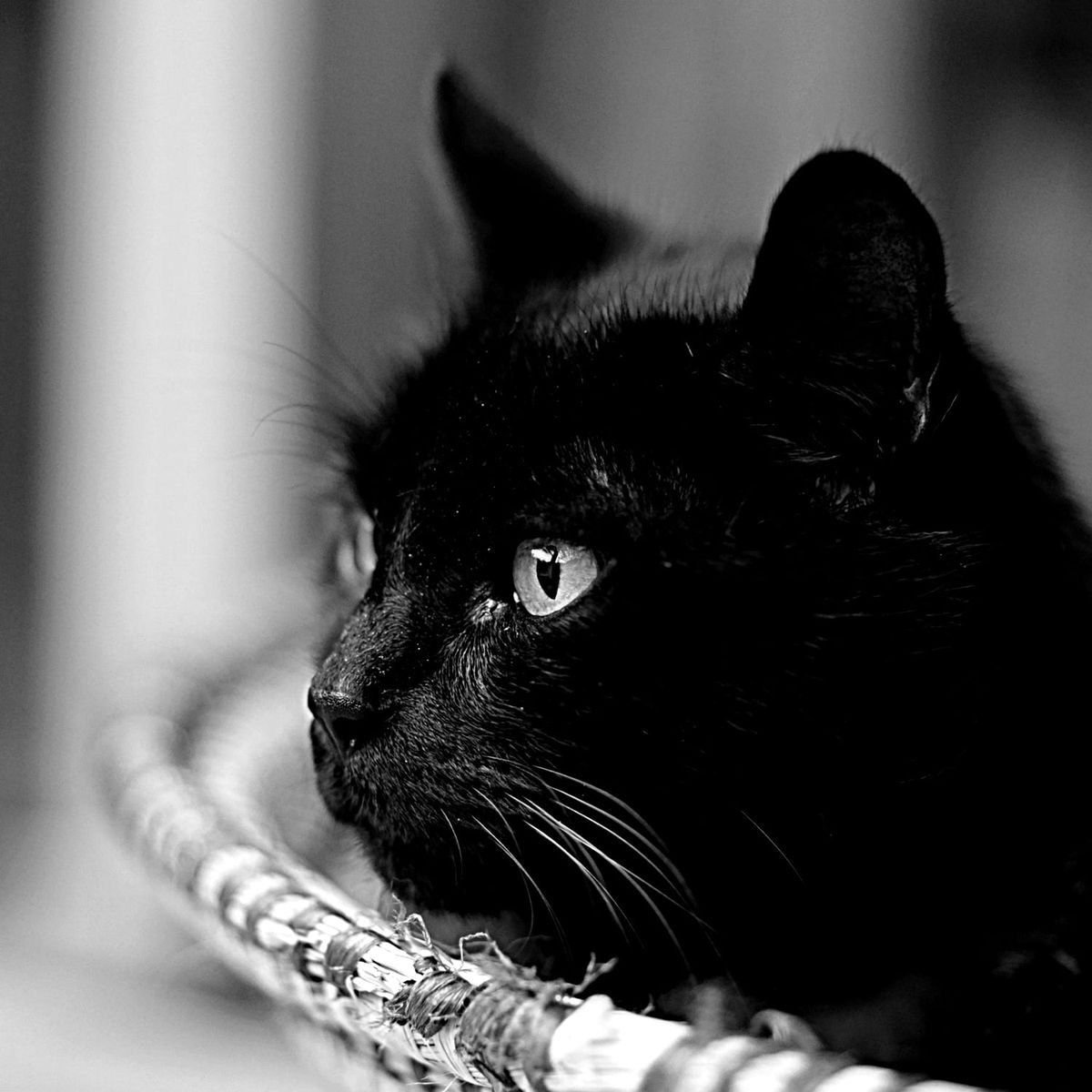 Разноцветные черно белые кошечки