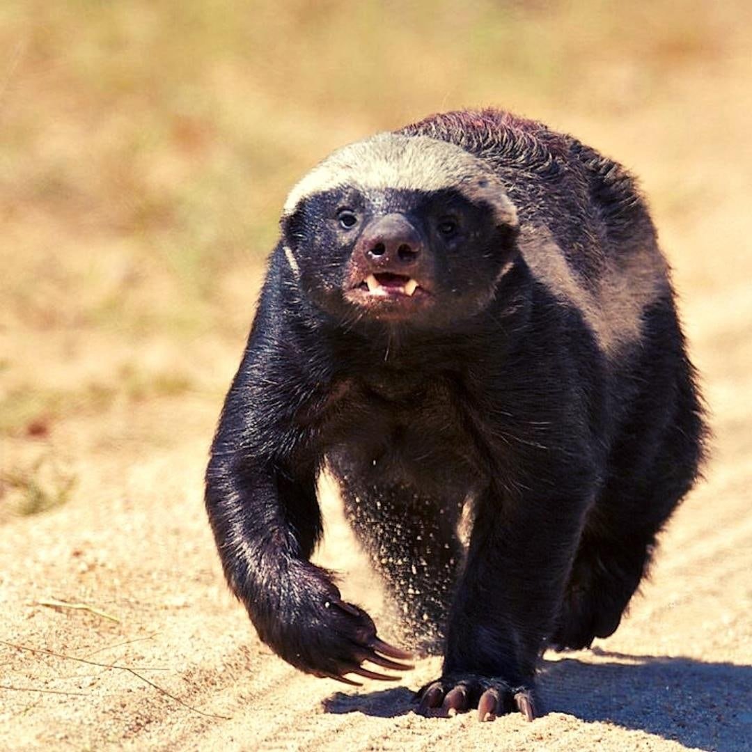 Стикеры с мёдоедом Хоня