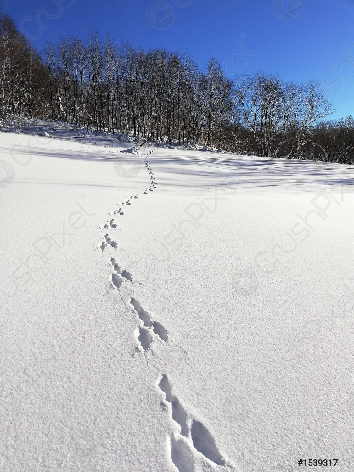 Следы зайца на снегу