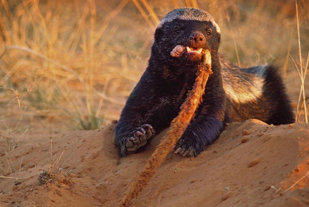 Барсук медоед