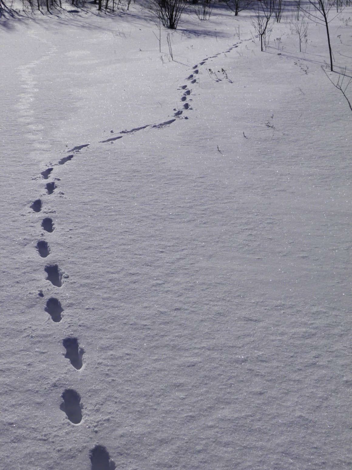 Кроличьи следы картинки