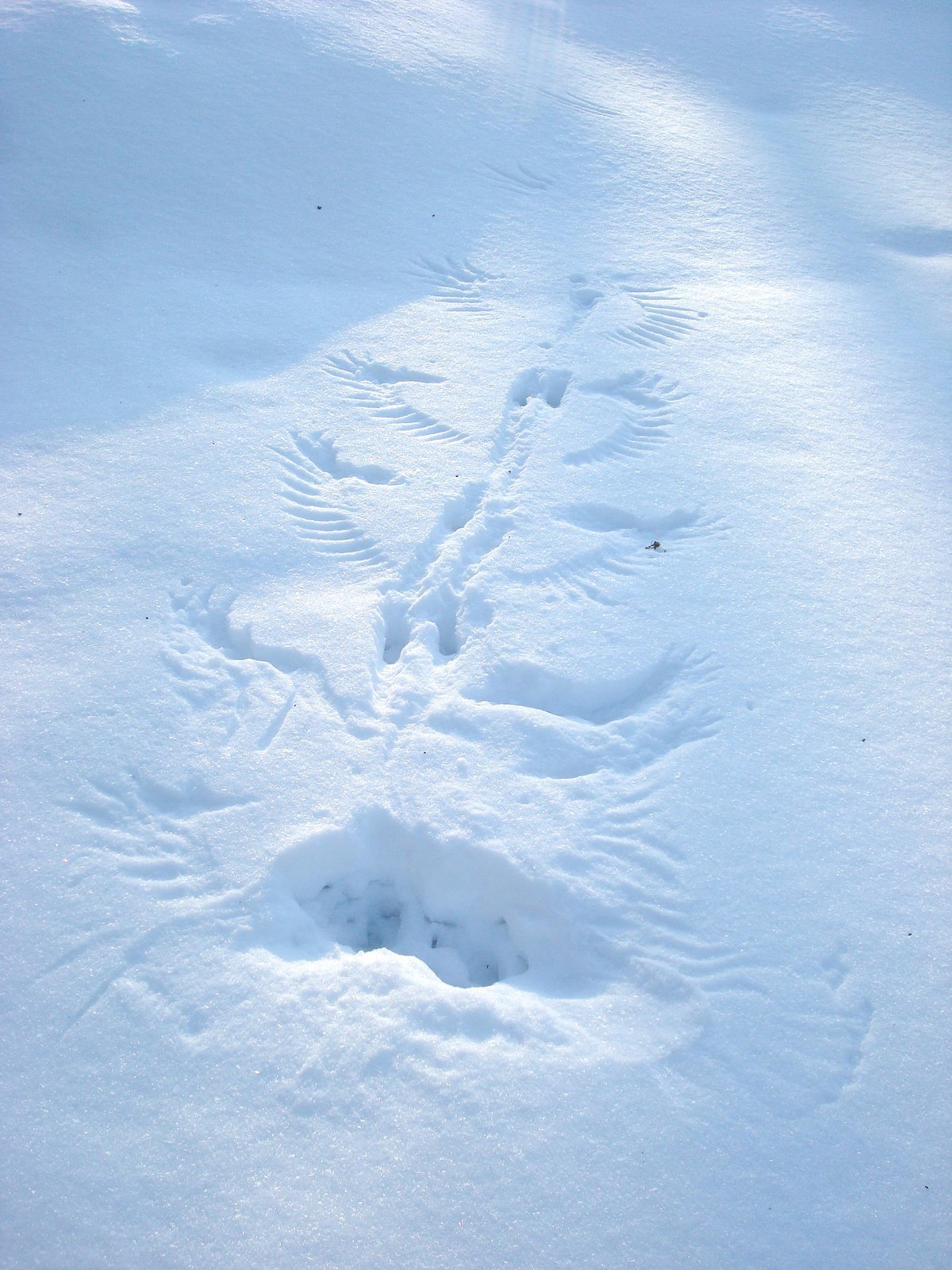 Следы зайца беляка на снегу