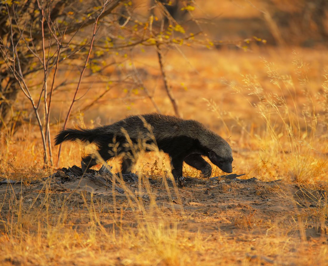 Медоед Размеры