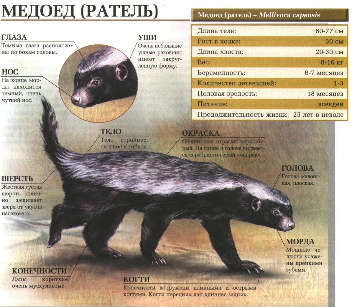Медоед и Росомаха