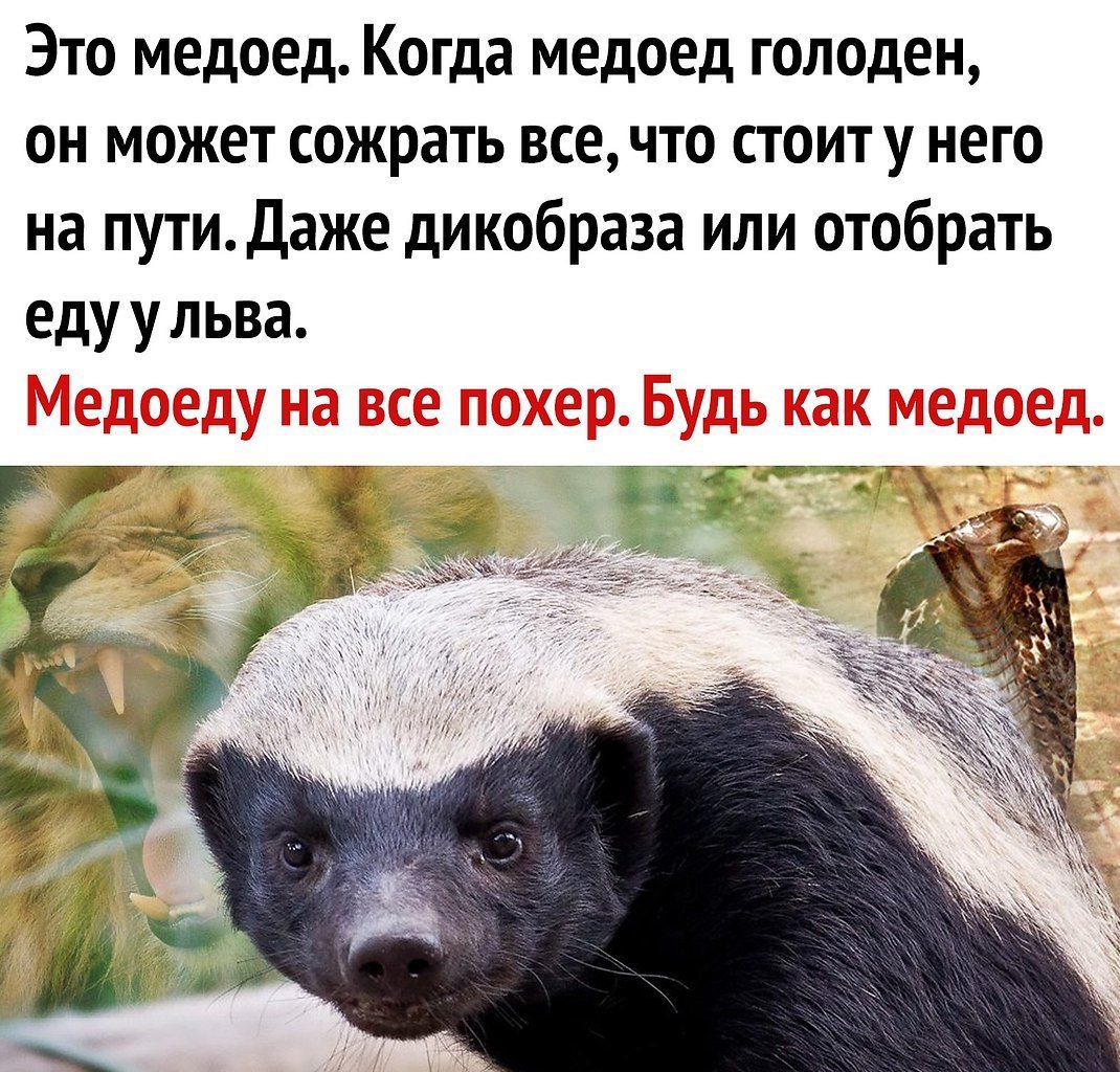 Бесстрашный зверек медоед