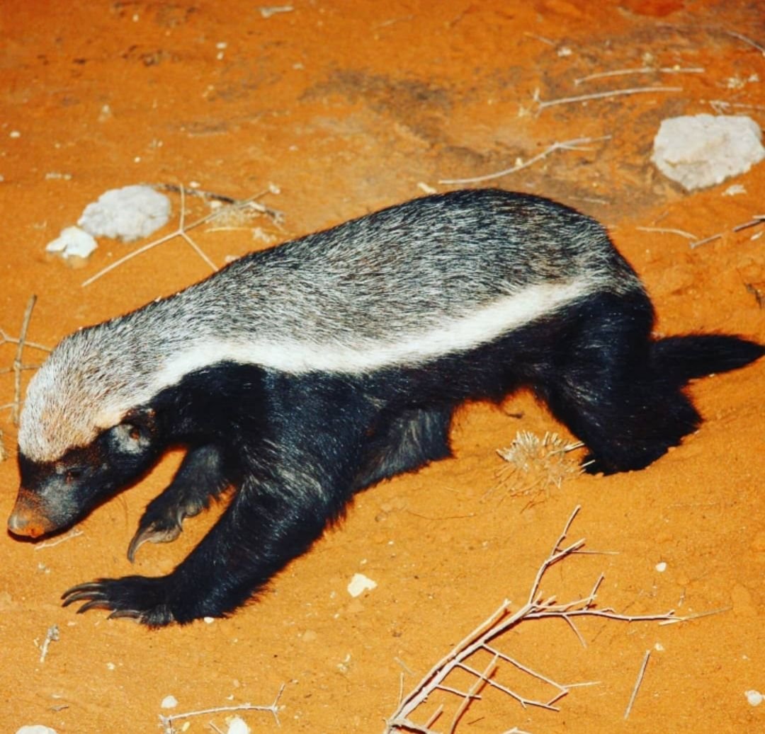 Медоед самец