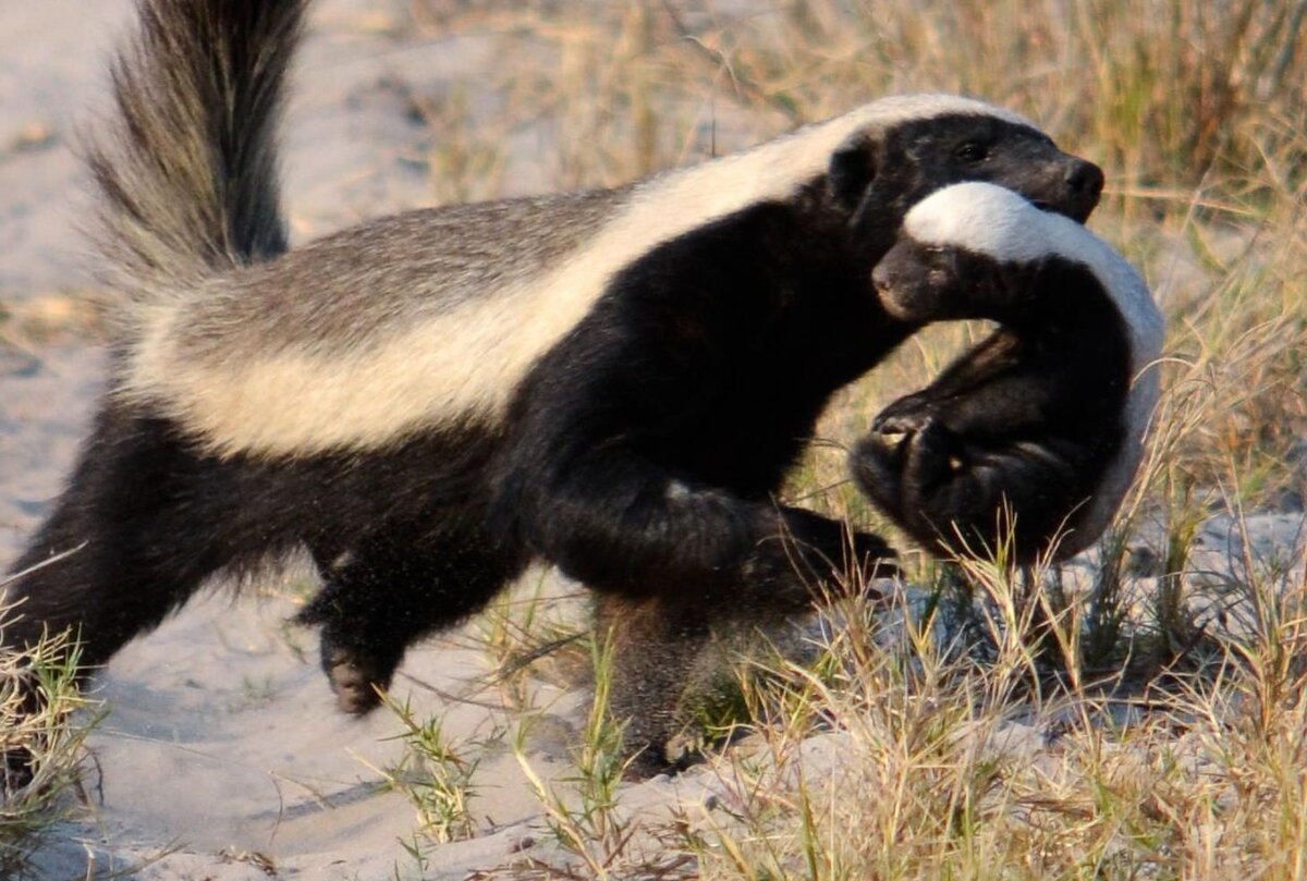 Антропоморфный медоед