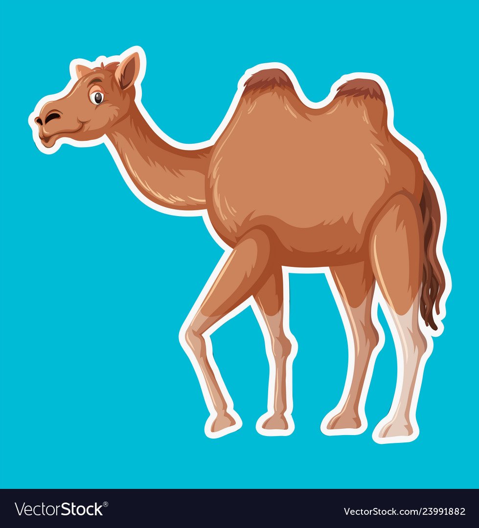 Верблюд вид сбоку