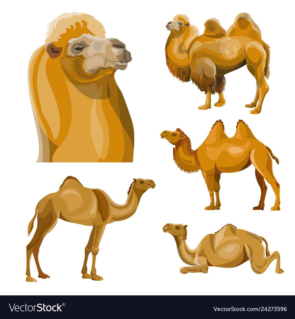 Верблюды в пустыне вектор