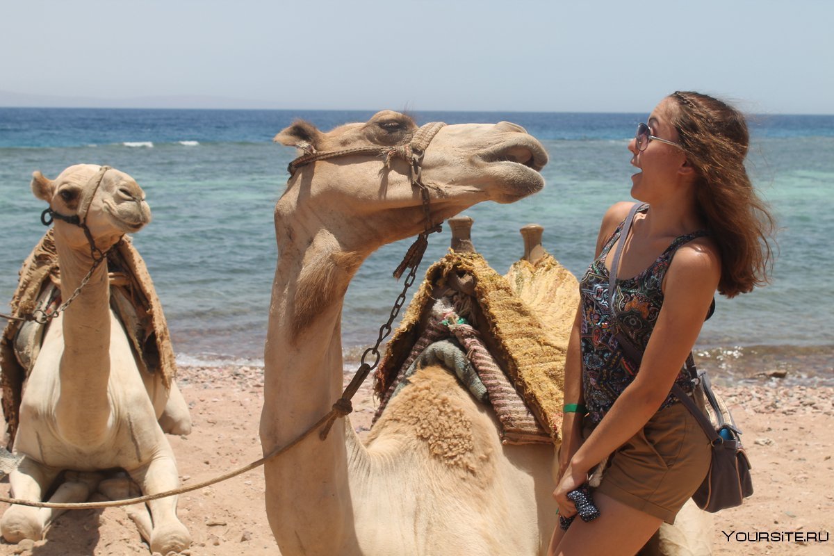 Смешной верблюд в иллюстрациях