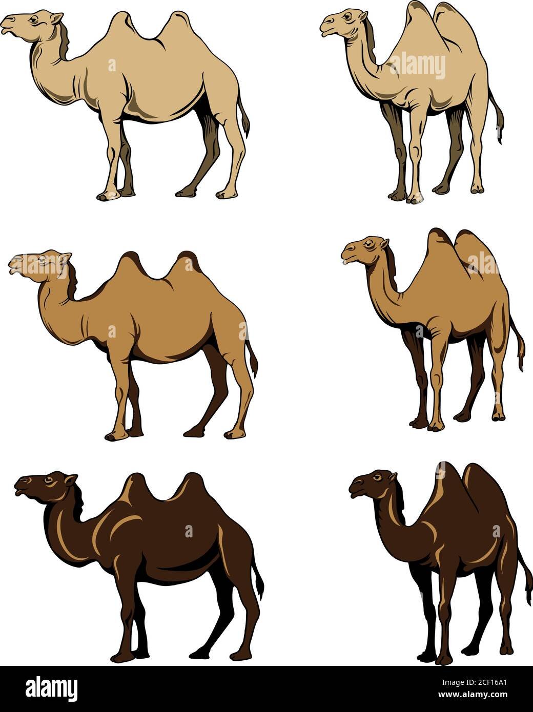 Верблюды в детский сад