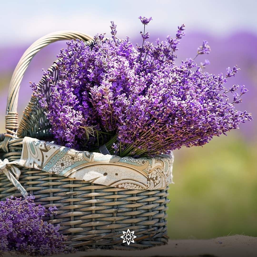 Полевые цветы Прованс