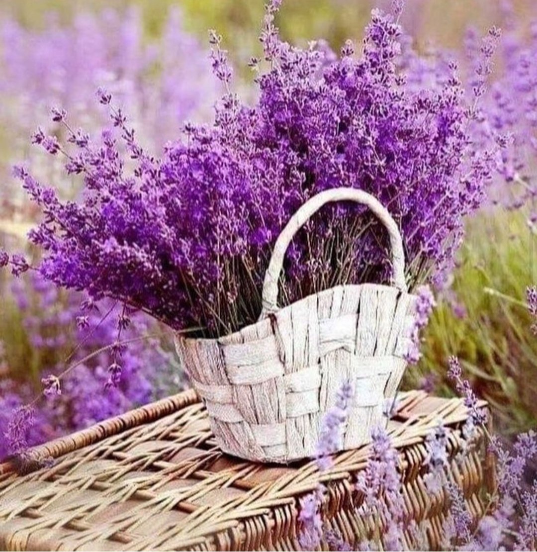 Лаванда и Вербена