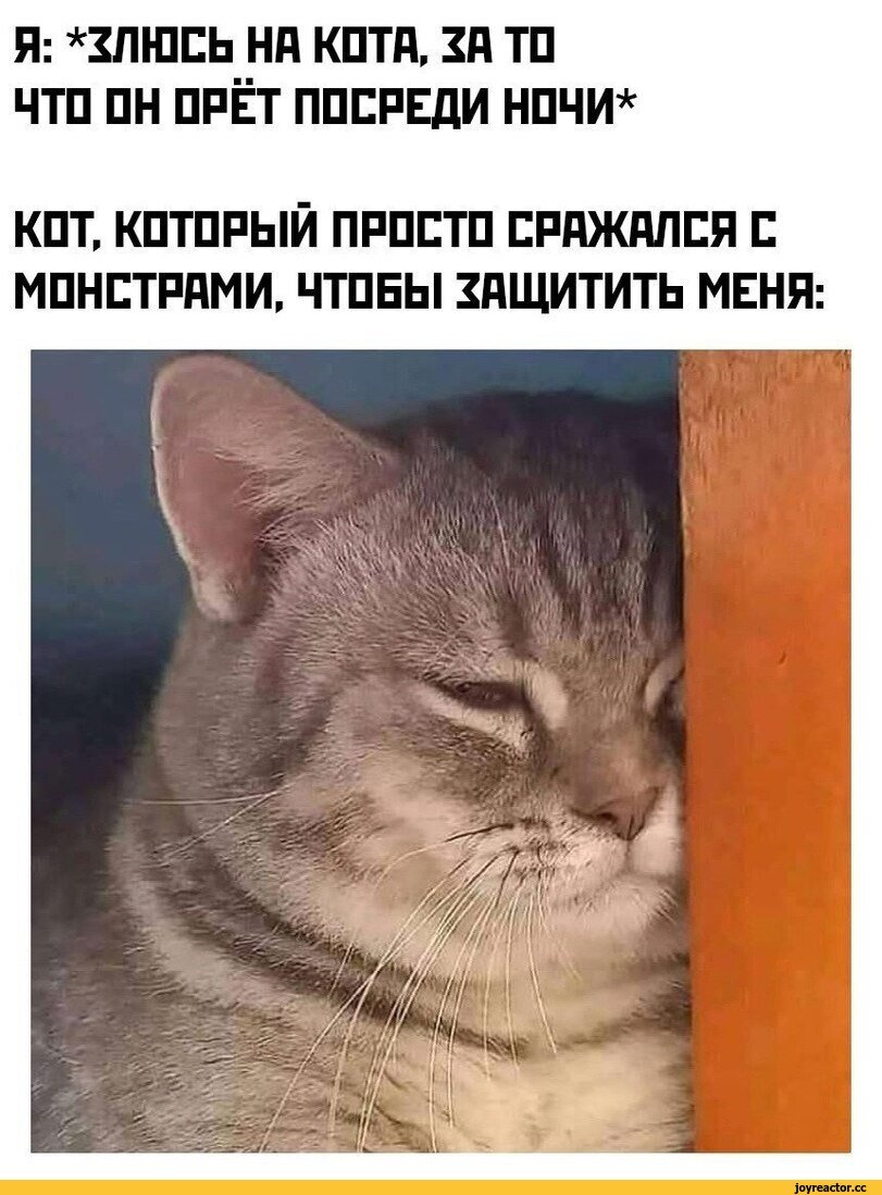 Мемы с текстом с котами