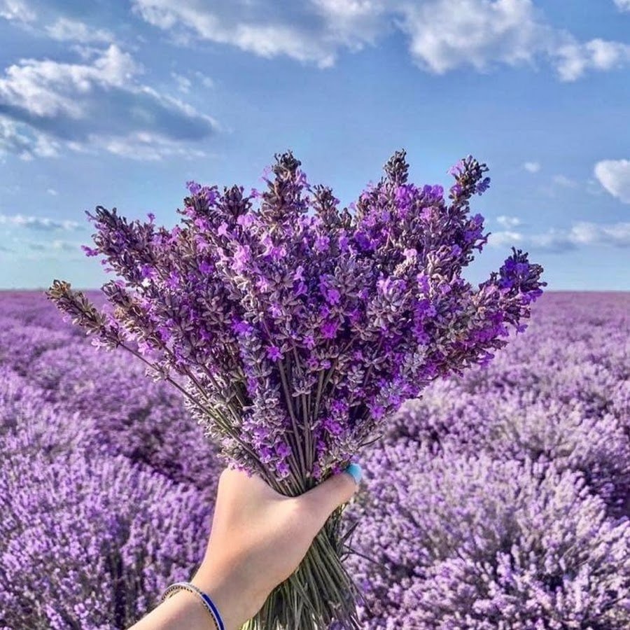 Цвет настроения фиолетовый