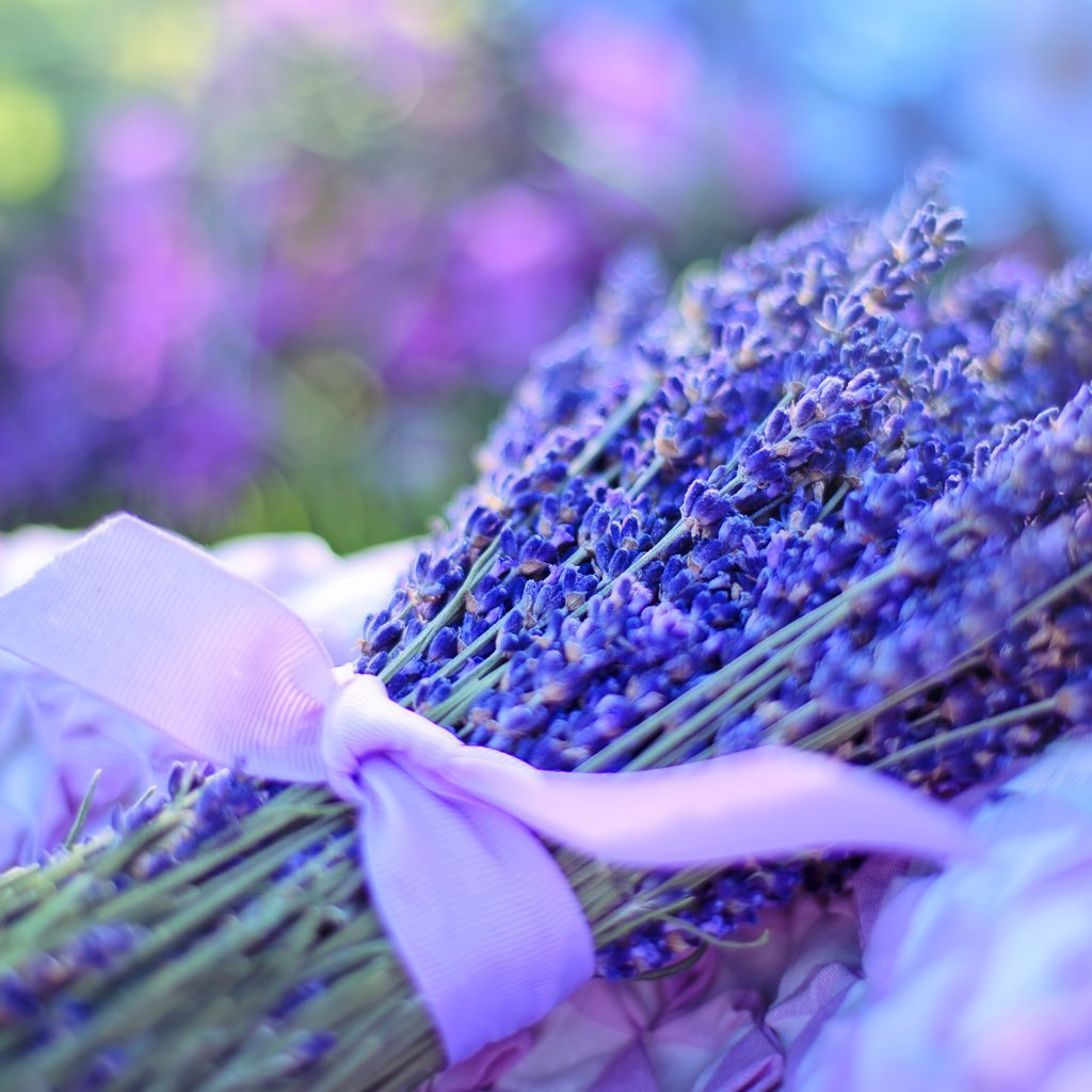 Лаванда вид сверху