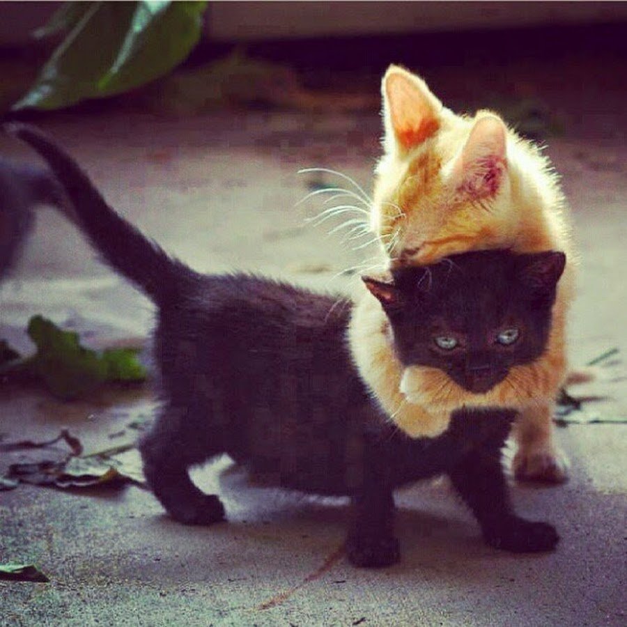 Черный и рыжий котенок