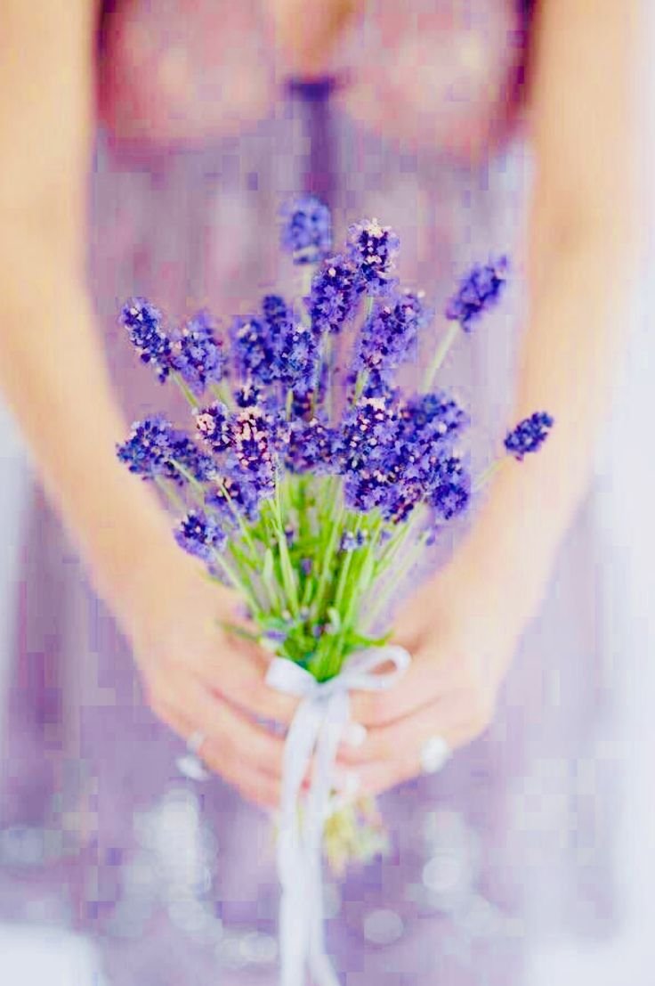 Лаванда в руках