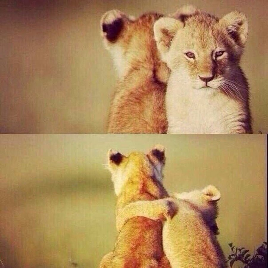 Люблю тебя Лисенок