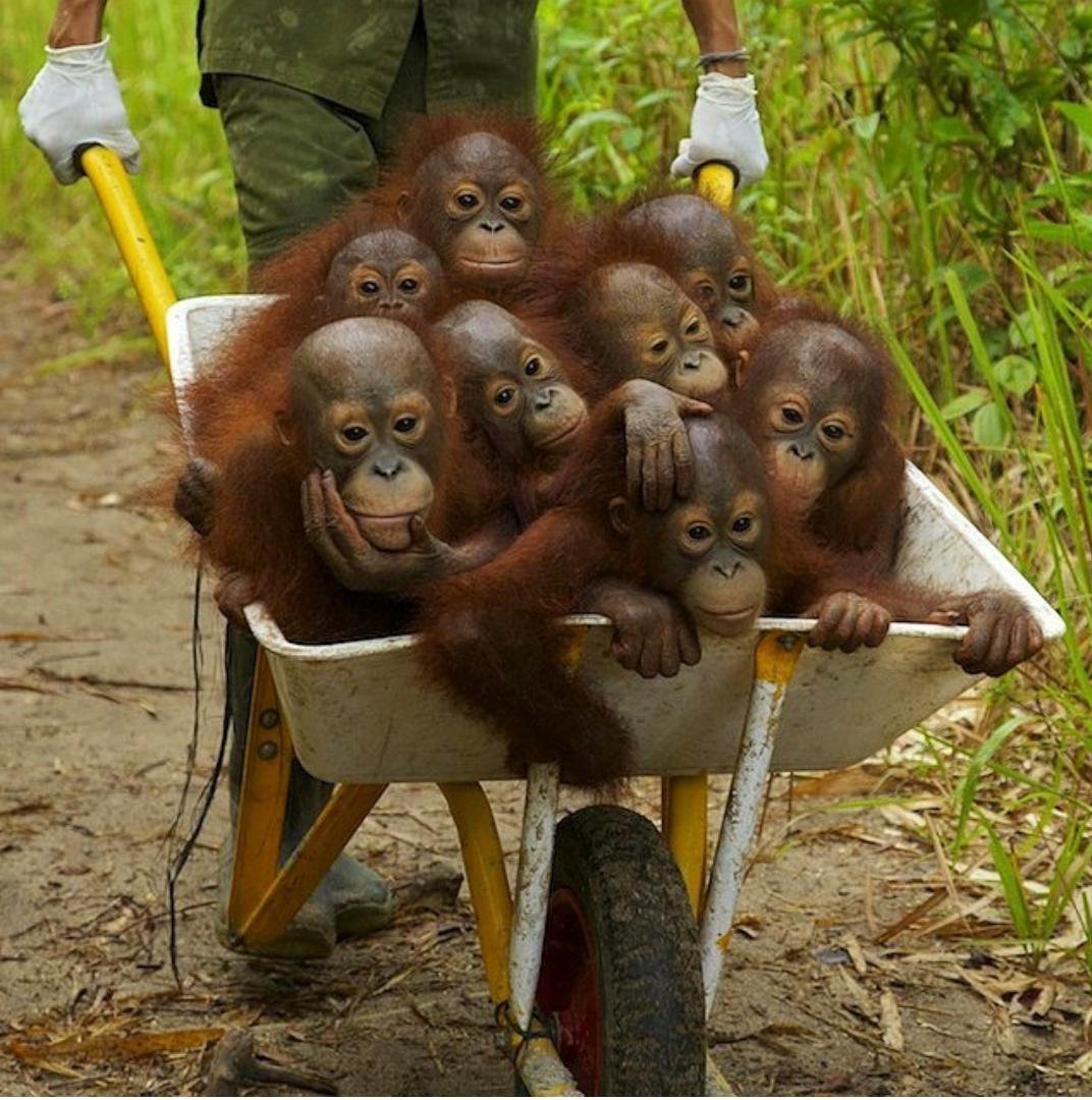 Маленькая смешная обезьянка