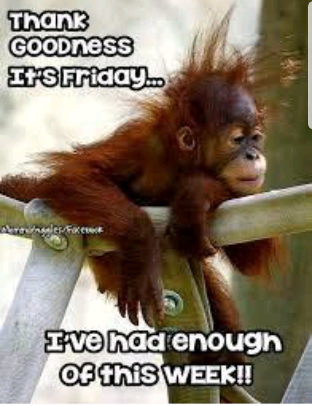 Шимпанзе в очках