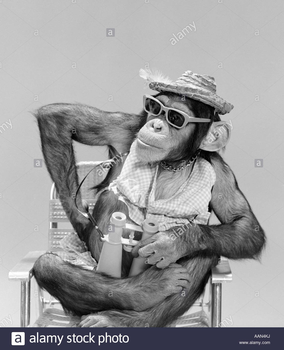 Крашеная обезьянка