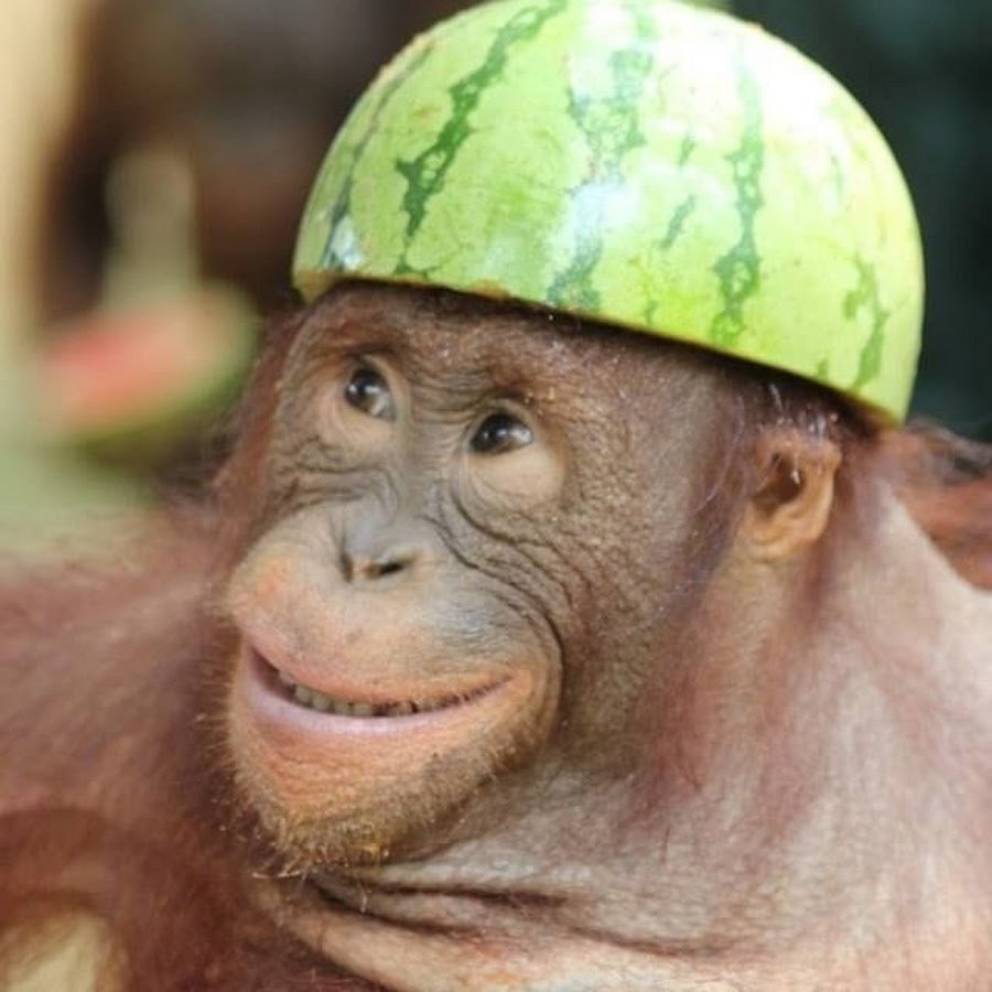 Обезьяна и баба