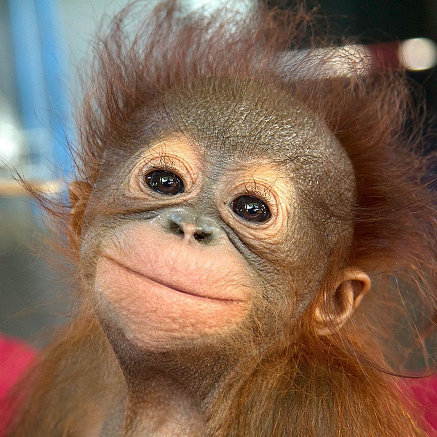 Yago partal Zoo portraits