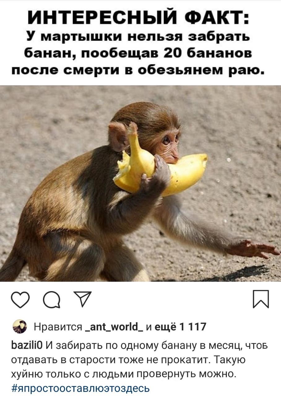 Смешные обезьяны