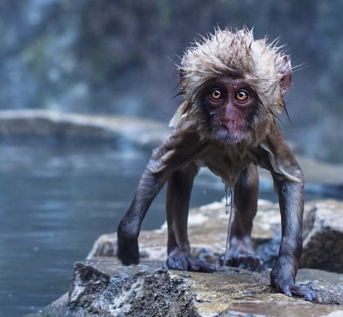 Смешные морды обезьян