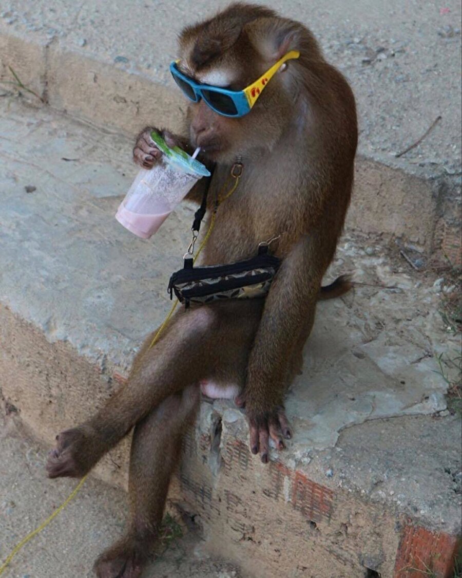 Орангутан усыновил тигренка