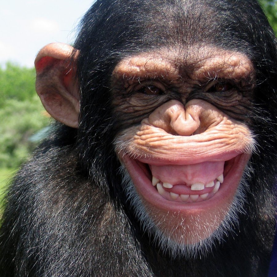 Обезьяна с арбузом