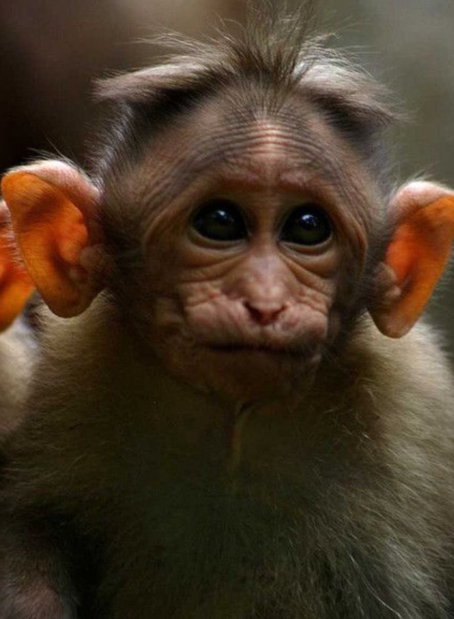 Мартышка смешная картинка