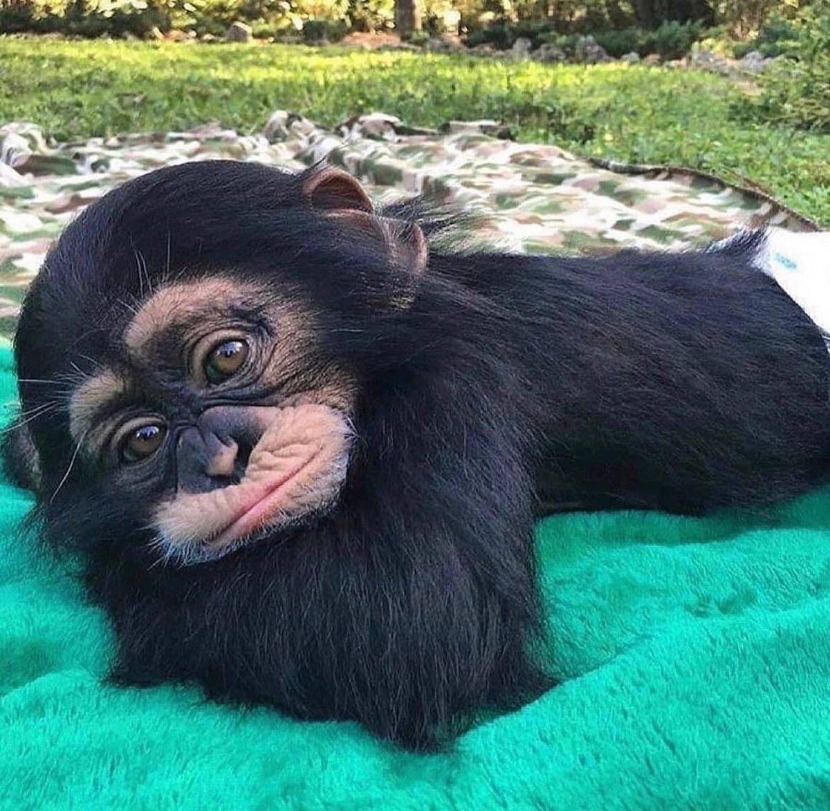 Мартышка в свадебном платье