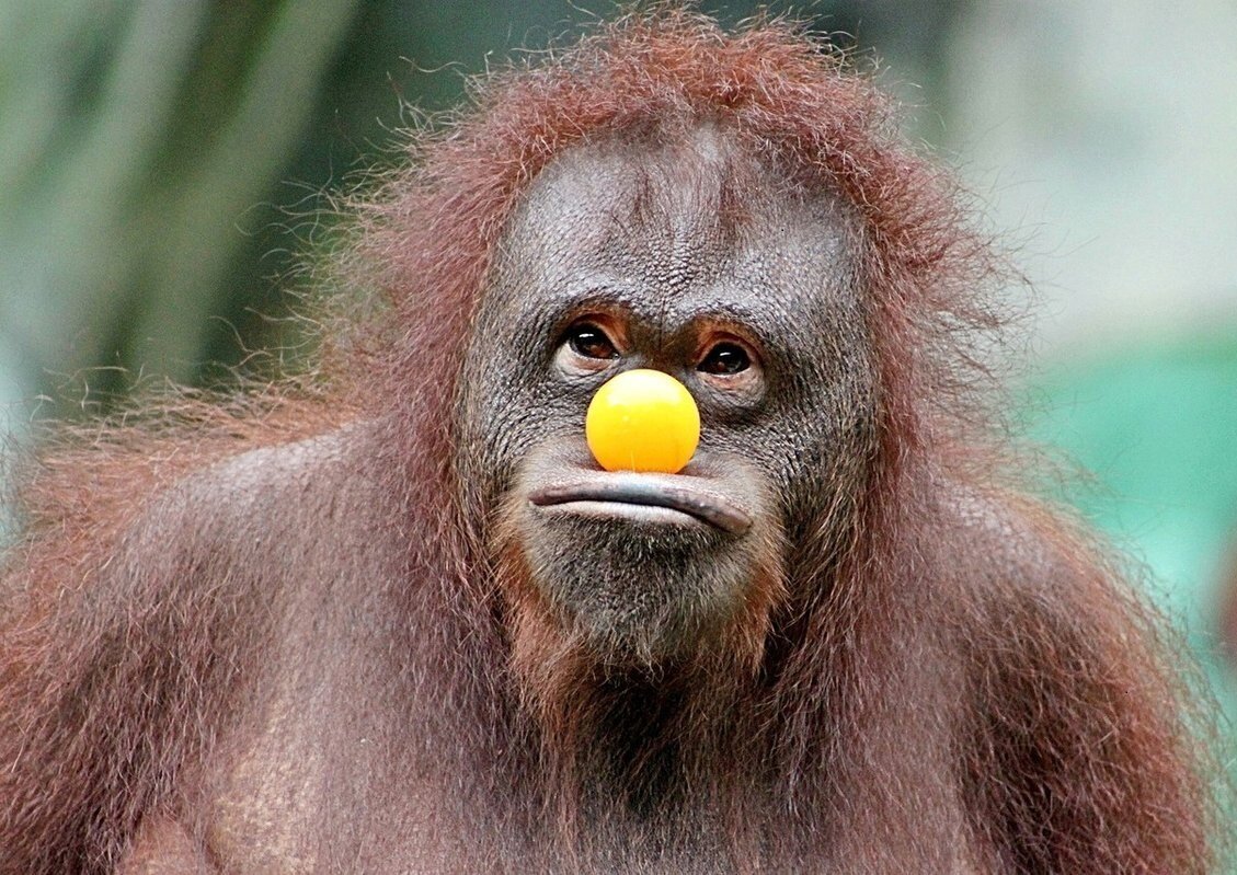 Смешные картинки