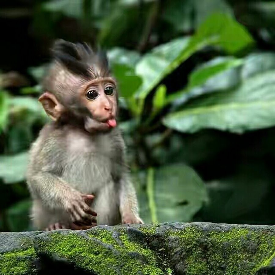 Гималайская макака