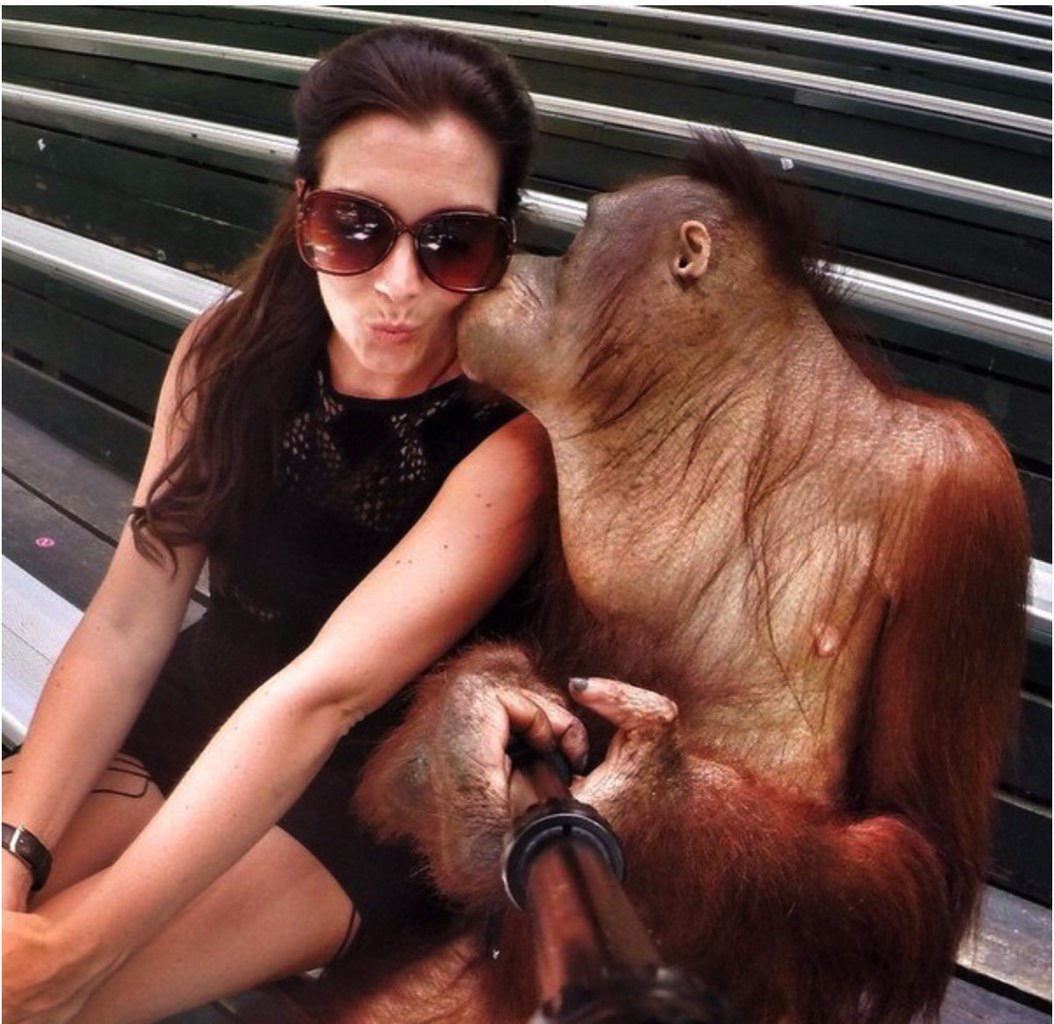 Детеныш гориллы реагирует на стетоскоп