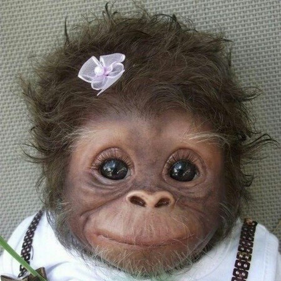 Маленькая черная обезьянка