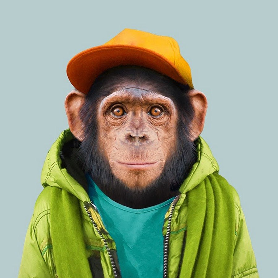 Обезьяна целует