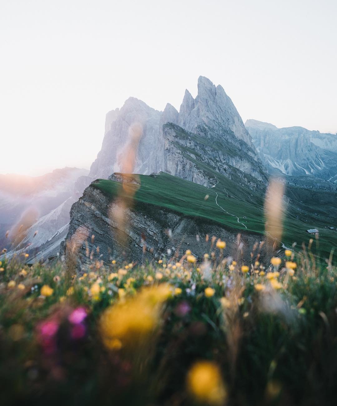Атмосферные картинки с цветами в горах