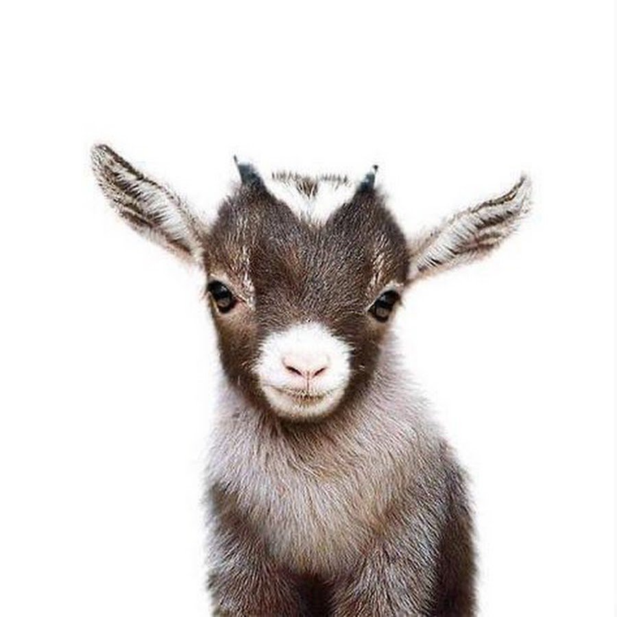 Фотосессия с козленком