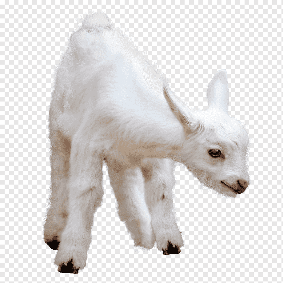 Новорожденный козлик